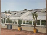 une peinture représentant une serre avec des plantes en pot devant