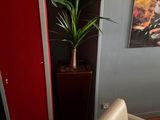 a white chair and a plant in the corner of a room