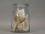 a glass jar with shells inside of it on a table