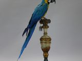 a blue and yellow parrot sitting on top of a lamp