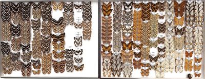 many different types of feathers on display in a glass case