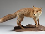 un faux renard posé sur un morceau de bois
