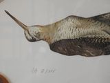 a picture of a painting of a bird on the wall