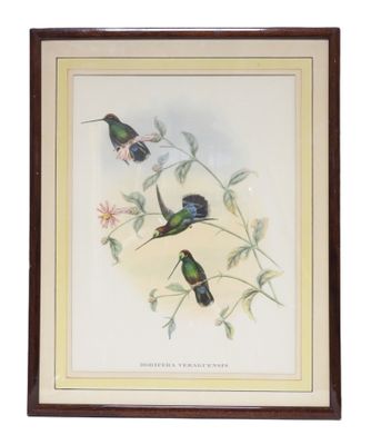 J. GOULT et W. HART. "Dorifera Veraguensis". - Photo 1