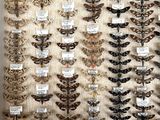 a display of moths on display in a glass case