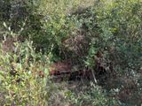 a rusted out truck in the middle of the woods