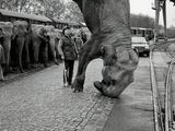 un éléphant qui fait un numéro dans la rue