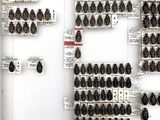 a lot of bugs that are on display in the room