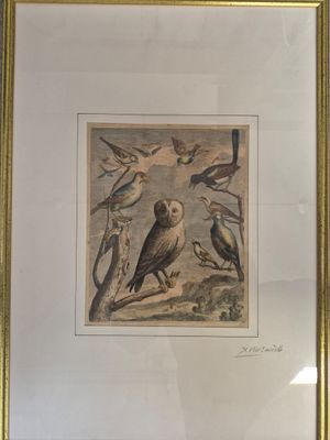 J/ Hibou et autres oiseaux, gravure tirée de la série Oiseau…