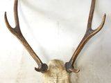 an image of a deer ' s head with antlers on a wall