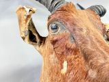 a close up of a goat ' s head with horns