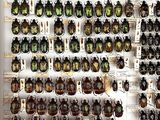 a lot of beetles that are on display in a case