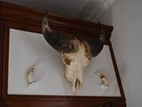 a picture of a cow skull mounted on a wall