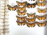 many butterflies that are on display in a display case