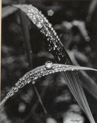 René BASSET (1919-2021) Rosée du matin, 1965