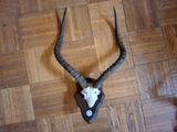 une tête d'antilope posée par terre, avec une longue corne