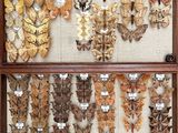 many different types of moths displayed in a display case