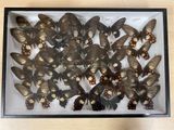 many butterflies that are in a glass case