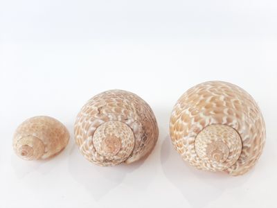 three seashells on a white surface with a white background