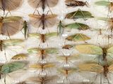 a lot of insects that are on display in a glass case