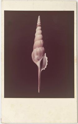 photo Polaroid représentant un seul coquillage sur fond noir