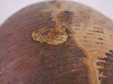 an image of a close up view of a potato
