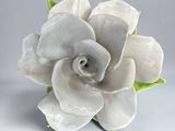 a white flower that is sitting on a table