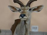 une tête de cerf empaillée, accrochée au mur d'une pièce