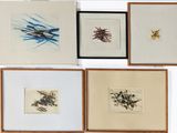 six framed and unframed drawings of birds and flowers