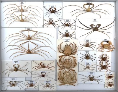 many different types of spiders displayed in a display case