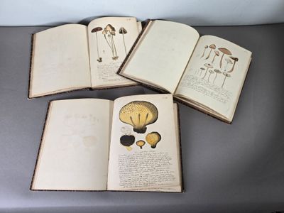 quatre livres ouverts, sur lesquels figurent différents types de champignons, posés sur une table