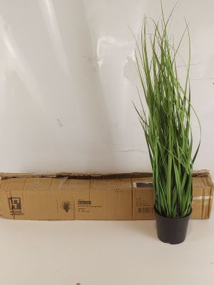 une plante posée sur une boîte en carton