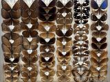 a lot of butterflies that are on display in a box