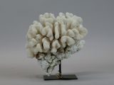 a small piece of coral on a stand on a white background