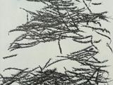 someone is drawing a picture of a tree on a piece of paper