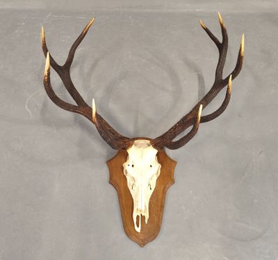 une photo d'un crâne de cerf accroché au mur