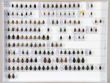 de nombreux insectes exposés dans une vitrine