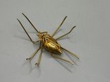 a gold bug that is sitting on a white surface