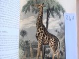 une image représentant une girafe debout dans un livre