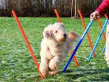 a small white dog running through a field with orange and blue poles