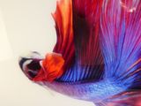 un gros plan d'un poisson à la queue rouge et bleue