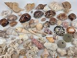 a lot of shells that are on a white surface