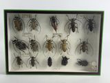 a lot of bugs that are in a display case