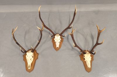 trois têtes de cerfs accrochées au mur, avec leurs bois