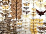 many different types of moths displayed in a display case