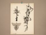un vieux dessin représentant des fleurs, accroché au mur d'une pièce
