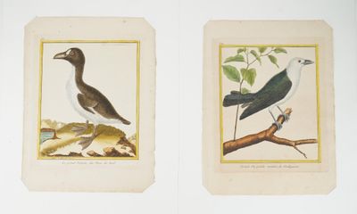 deux oiseaux assis sur une branche d'arbre