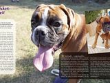 a picture of a boxer dog with his tongue hanging out