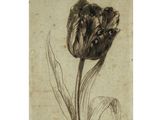 un dessin représentant une tulipe avec sa tige et ses feuilles