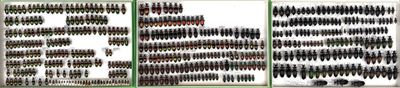 a picture of a window with a bunch of knives on it